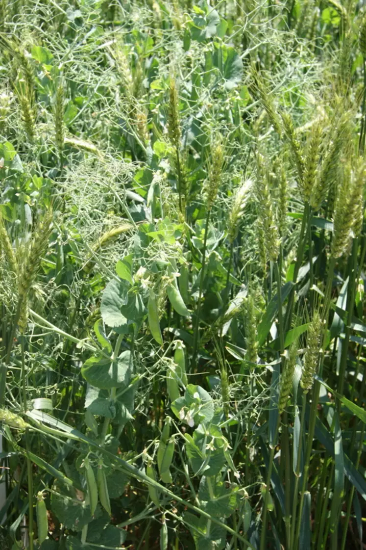 Les méteils fourragers associent céréales et protéagineux . © D. Hardy