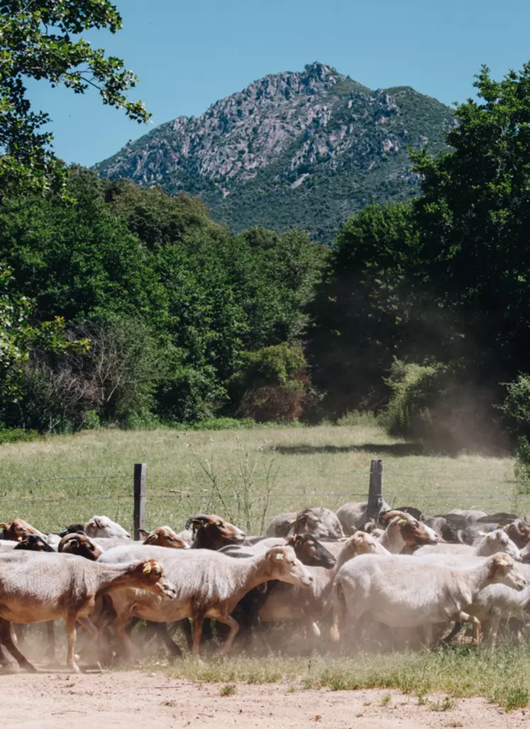 L’élevage corse est essentiellement extensif avec des chèvres et brebis de race corse évoluant en plein air. © AOP Brocciu