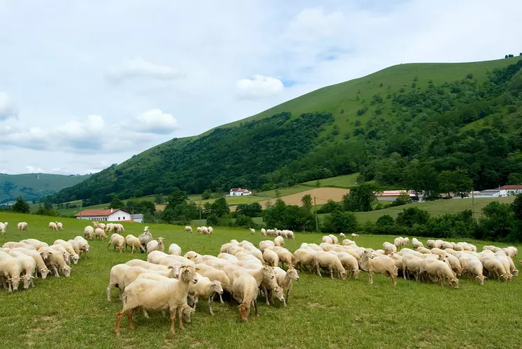 Avec des troupeaux de 240 têtes en moyenne, les élevages des Pyrénées-Atlantiques sont porteurs d'emplois sur tous le territoire.  © F. Millet