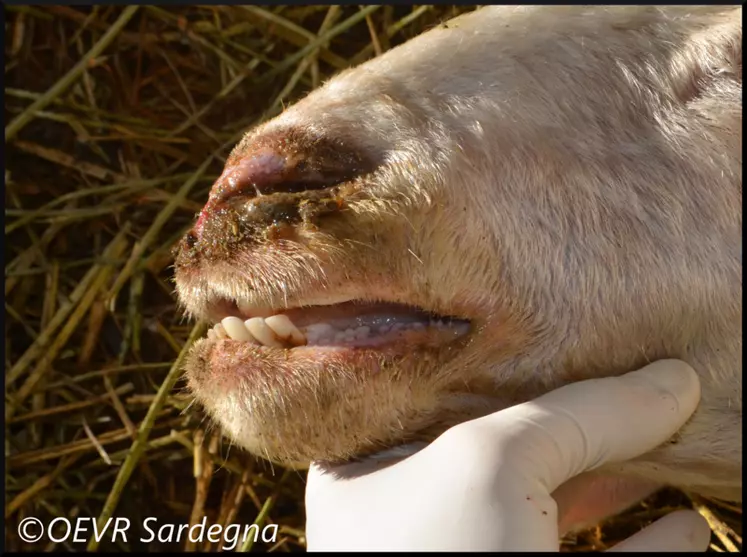 La maladie Bluetongue cause des dégâts importants dans les élevages de ruminants. Les Italiens tentent enrayer la propagation du virus depuis 20 ans. © OEVR Sardegna