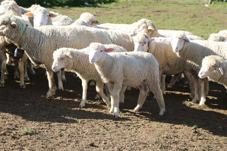 L'aide ovine a avant tout vocation à inciter les éleveurs à améliorer la productivité de leurs brebis et à produire des agneaux de bonne qualité. © B. Morel