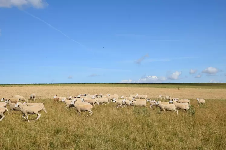 La sècheresse de cet été va peser sur les revenus de 2020. © A. Peucelle