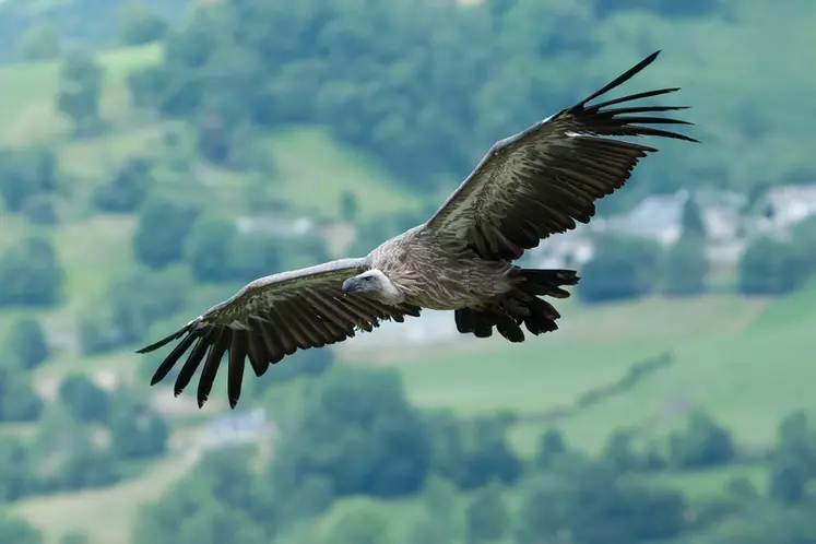 Les Pyrénées-Atlantiques comptent 1 055 des 1 254 couples reproducteurs  de vautours fauves.  © L. Viatour