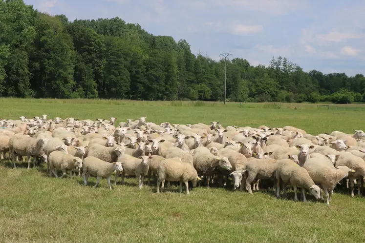 Optimiser l'utilisation de l'herbe au pâturage ou en fourrages aide à diminuer la part de concentrés de la ration des ovins. © B. Morel