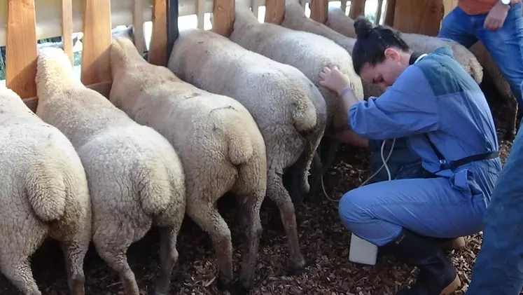 Au cornadis, l'accès au brebis n'est  pas toujours optimum. © Ciirpo