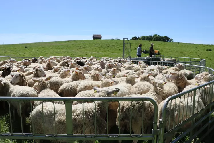 Les coopératives ovines souhaitent accompagner davantage les éleveurs grâce à de nouveaux outils de suivi, qui permettent également de prévoir les sorties d'agneaux en se basant sur les données techniques. © B. Morel