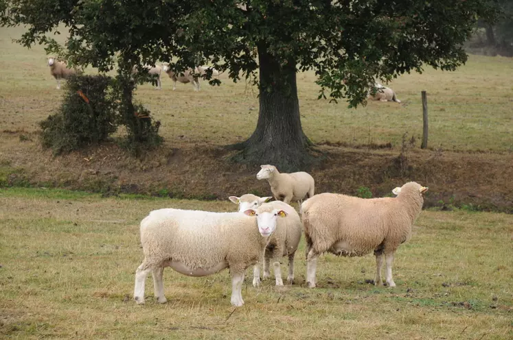 Le projet ReVABio veut mesurer l’impact des techniques d’étalement et de finition sur la viande d’agneau.  © L. Geffroy