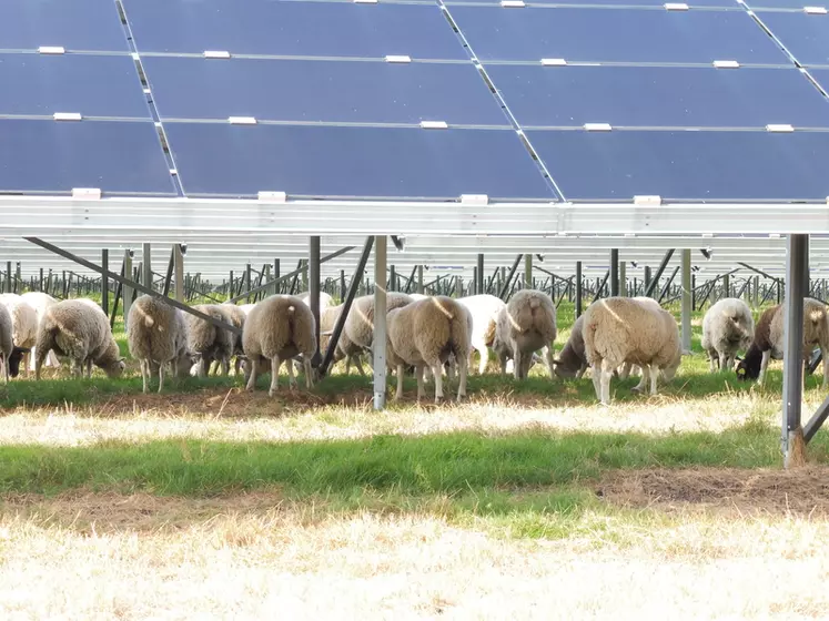 Les panneaux photovoltaïques permettent à l'herbe de continuer sa pousse même en été et pourvoient les brebis en ombre. © E. Mortelmans