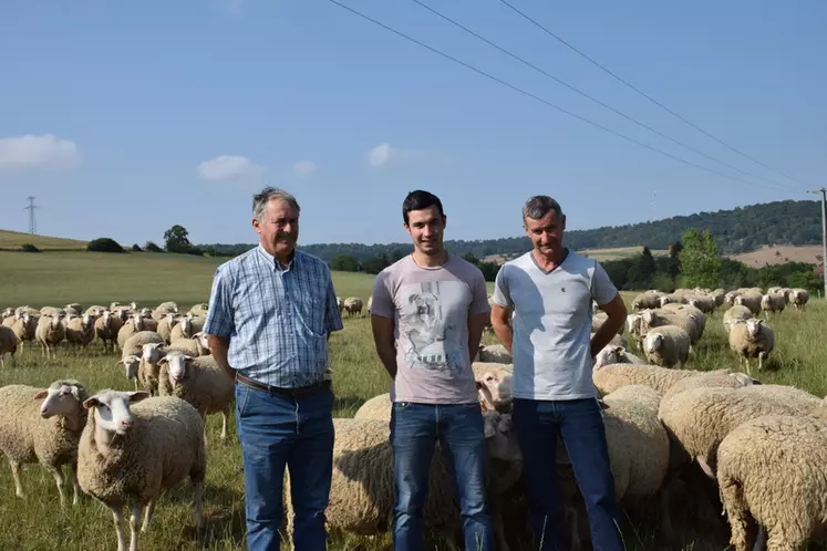 L’exploitation de Marc, Pierre Marc et Étienne Drouville est en conversion biologique depuis mai 2019 pour les bovins et les cultures mais pas pour les ovins. © A. Peucelle