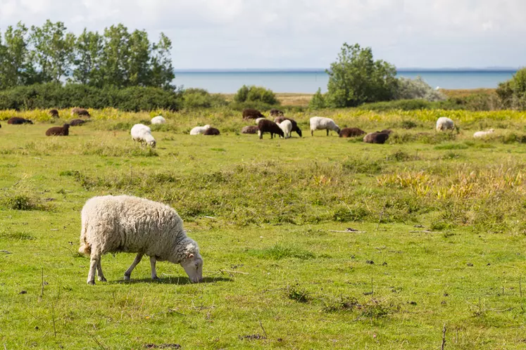 Les moutons Landes de Bretagne contribuent à lutter contre les broussailles qui ont tendance à envahir l'ile.  © C. Diais