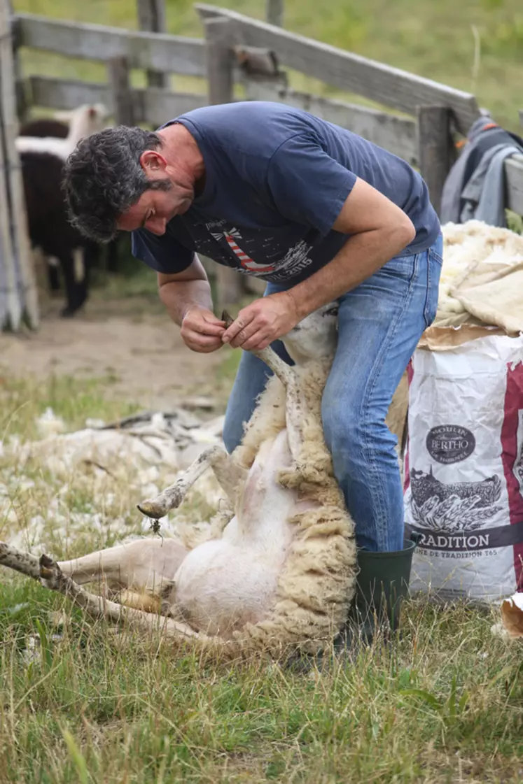Samuel Kergal ne pratique que peu de soins vétérinaires à ses Landes de Bretagne rustiques. © C. Diais