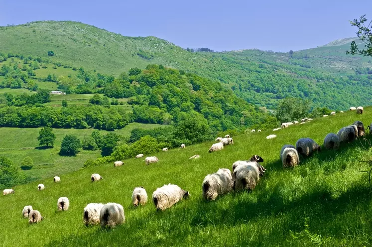 Beaucoup de troupeaux en système pastoral ne sont pas gardés dans les Pyrénées-Atlantiques. Les éleveurs font la navette entre les estives et leurs exploitations. © F. Brunet d'Aubiac/Ossau Iraty