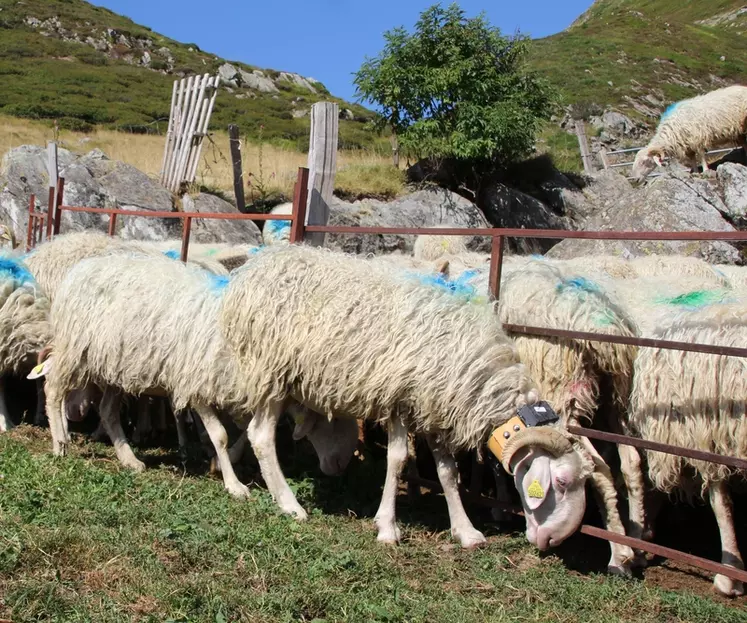 Les basco-béarnaises ont un fort instinct grégaire ce qui permet à Anne-Marie Doumecq de n'équiper qu'une seule brebis par troupeau. Cela s'avère suffisant pour toutes les retrouver. © DR