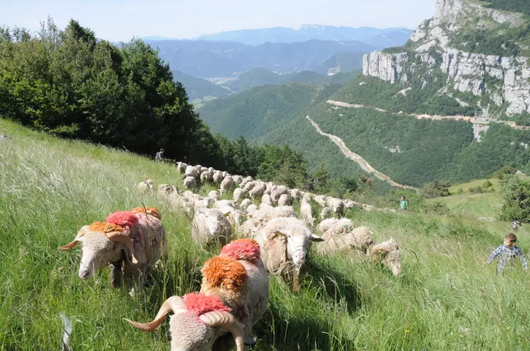 L’étude rappelle que le pastoralisme valorise entre 1,6 et 1,8 million d’hectares. © A. Villette