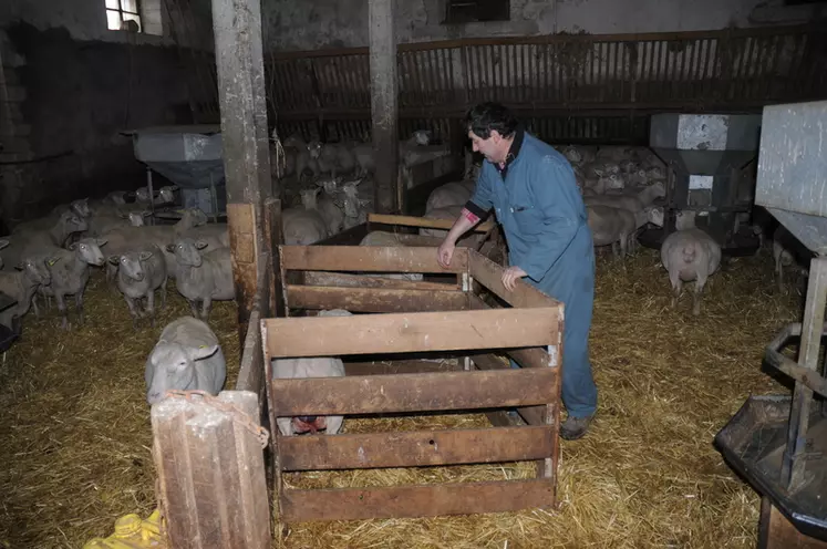 L’astreinte est plus problématique dans les élevages ovins laitiers alors que c’est la pénibilité physique qui pèse le plus aux éleveurs ovins allaitants. © A. Villette