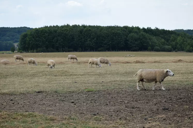 Les moutons partagent une pâture de quatre hectares avec les chevaux. © A. Peucelle