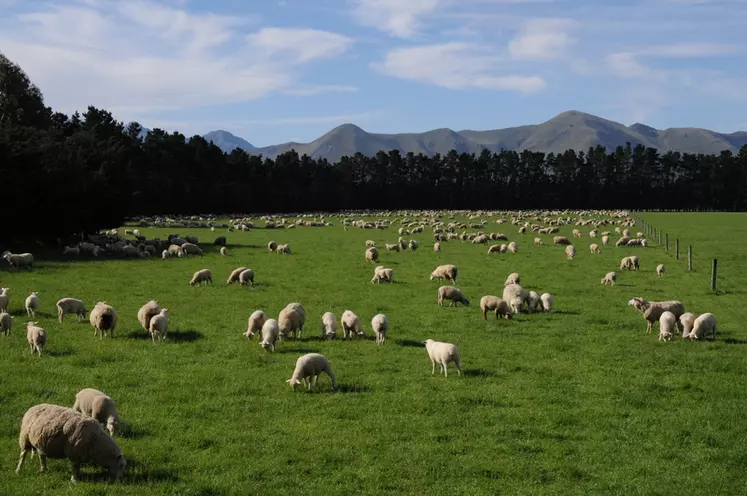 Dans les négociations avec l'Union européenne, la Nouvelle-Zélande cherche de meilleurs conditions d'accès à ces produits laitiers et animaux. © J. Baudoin