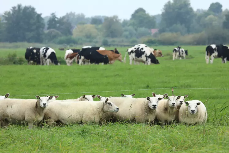 L'atelier ovin de 40 mères complètes les 95 vaches laitières. © H. Riswick
