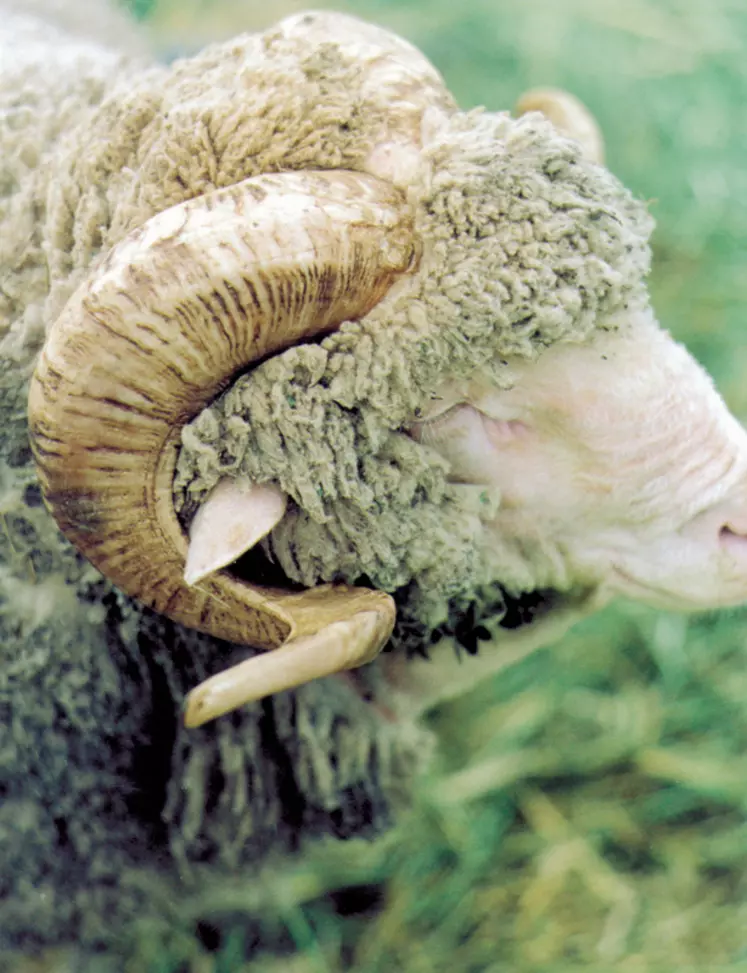 le profil génétique du mouton mérinos se retrouve dans de nombreuses races ovines en Europe et à travers le monde entier. © DR