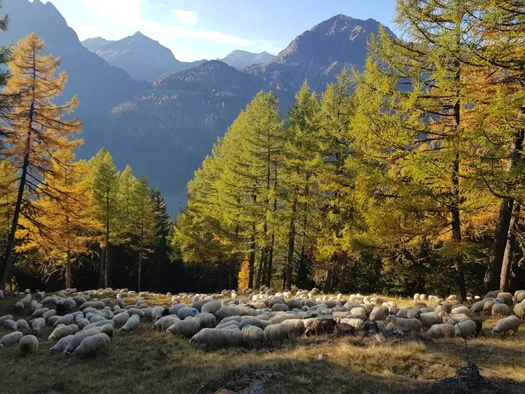 Les Basco-béarnaises des Pyrénées se sont parfaitement adaptées aux Alpes suisses.  © E. Deslarzes
