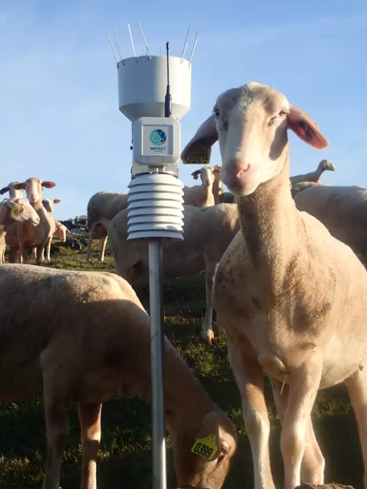 Les stations météos connectées n'ont pas encore vraiment montré leur utilité en élevage.  © Weenat