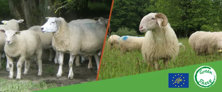 Green Sheep est un programme multifilière (ovin lait et ovin viande) regroupant cinq pays européens pour orienter les pratiques des éleveurs et réduire les émissions de gaz à effet de serre.  © Green Sheep