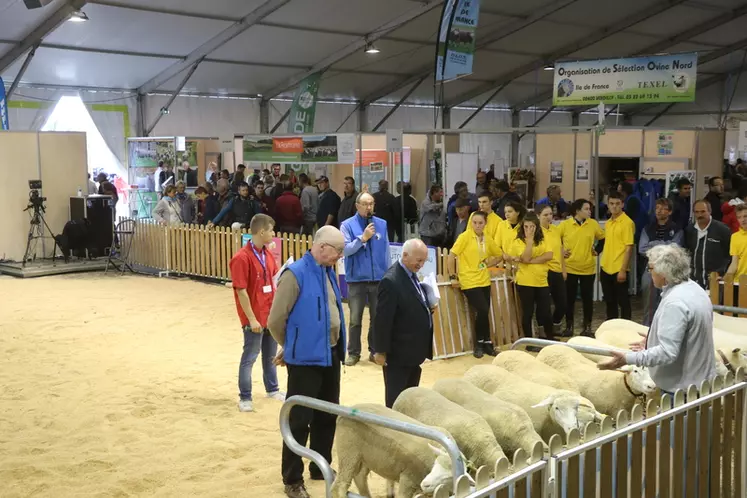 Dans le hall ovin, les visiteurs pourront (re)découvrir de nombreuses races ovines françaises et assister aux concours. © B. Morel