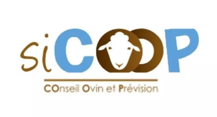 Sicoop permet d'affiner les dates de disponibilités des agneaux. © La Coopération agricole