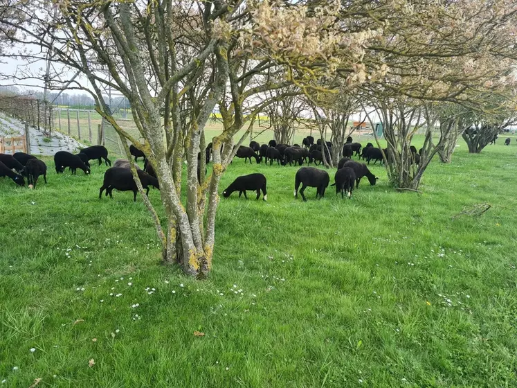 Les brebis Noires du Velay de Terideal passent l'hiver dans les Yvelines avant d'être envoyées sur les chantiers d'écopâturage un peu partout en Ile-de-France. © F. Tahon