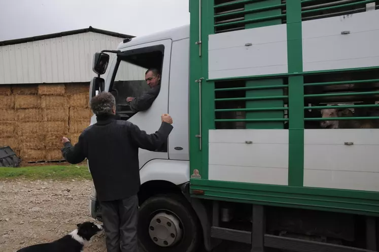Le ramassage des animaux de ferme en ferme ne doit pas être compté comme une opération de rassemblement selon les syndicats d'éleveurs et de marchés de vif.