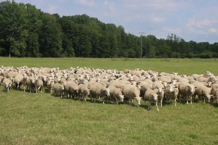 Le surpâturage est susceptible de favoriser l'apparition d'infestation par le ténia des ovins.