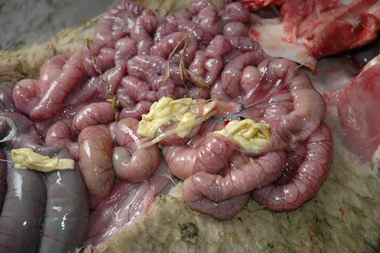 Le ténia des ovins se développe dans l'intestin grêle jusqu'à atteindre plusieurs mètres de long, causant troubles de la croissance et anémie chez les agneaux infectés.