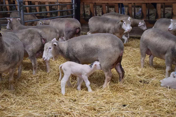 L'agneau doit téter sa mère dans les deux heures suivant sa naissance pour créer un lien avec elle.