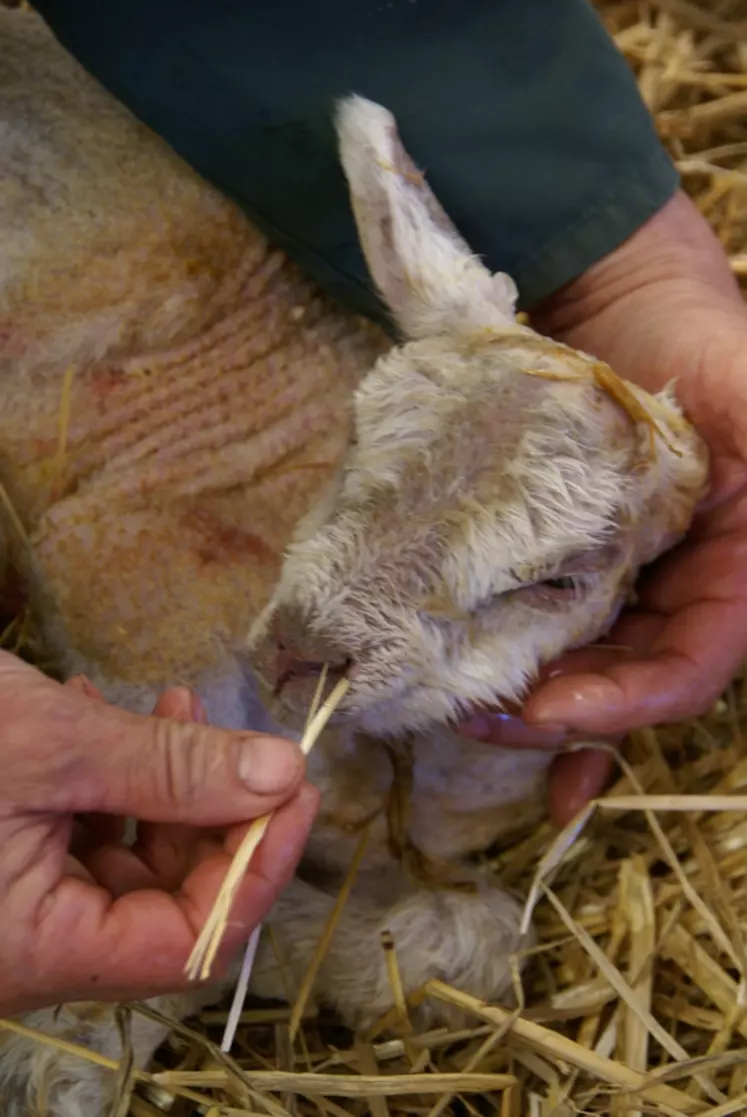 Pour stimuler un agneau nouveau-né faible, on peut lui mouiller la nuque avec de l'eau froide ou lui piquer le nez avec un brin de paille.