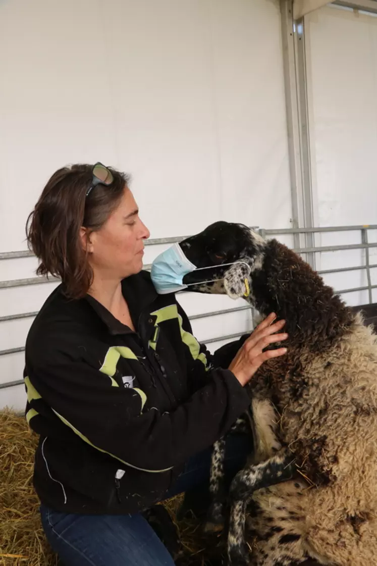 Gestes barrières et premiers secours pour la biosécurité en élevage ovin