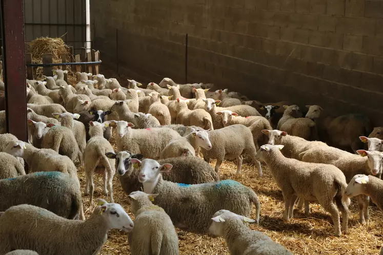 La promiscuité des animaux en bergerie et leur instinct grégaire est le premier facteur de transmission d'un pathogène au sein d'un élevage ovin.