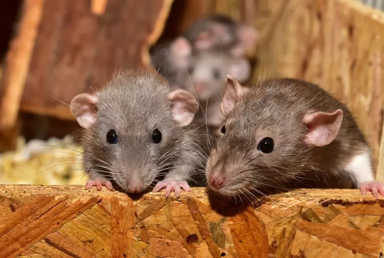 Les rats sont réputés pour être vecteurs de maladies, mais il ne faut pas négliger pour autant les autres animaux (oiseaux, chats, mouches, etc.).