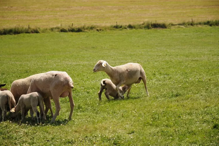 Le PAT30j permet de calculer l'index valeur laitière de la mère à partir du poids de l'agneau.
