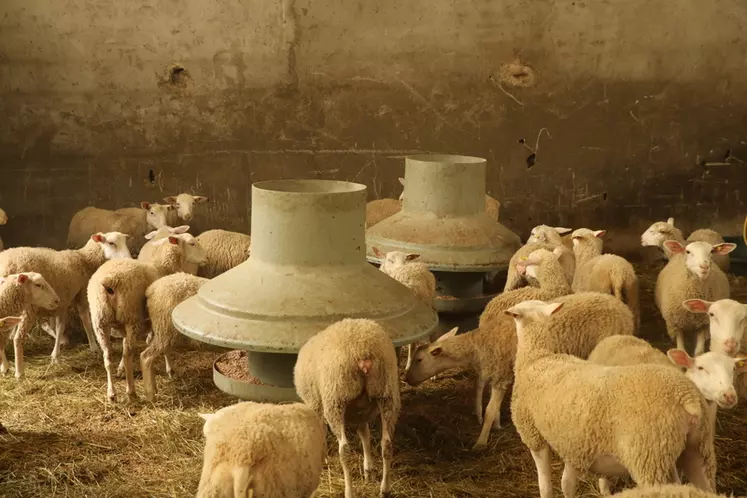 Avec trois agnelages par an, la Ferme de Toutes Aures peut commercialiser de la viande d'agneau toute l'année, au rythme de cinq agneaux abattus par semaine.