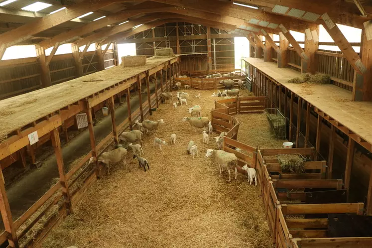 Le bâtiment autrefois destiné aux génisses a été entièrement réaménagé, tout en bois, pour accueillir les brebis et leurs agneaux.