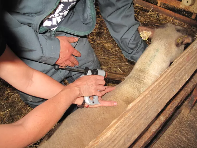 7,3 millions d'ovins sont potentiellement concernés par la vaccination en France selon le SIMV, et les taux varient fortement d’une maladie à l’autre.