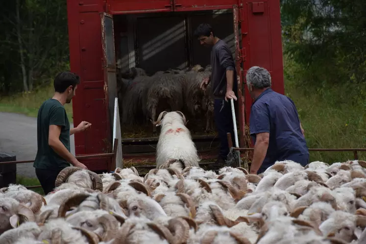 Un jour avec Fabienne et Jean Laher, éleveurs ovins transhumants dans les Pyrénées