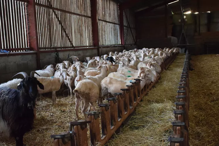 Un jour avec Fabienne et Jean Laher, éleveurs ovins transhumants dans les Pyrénées