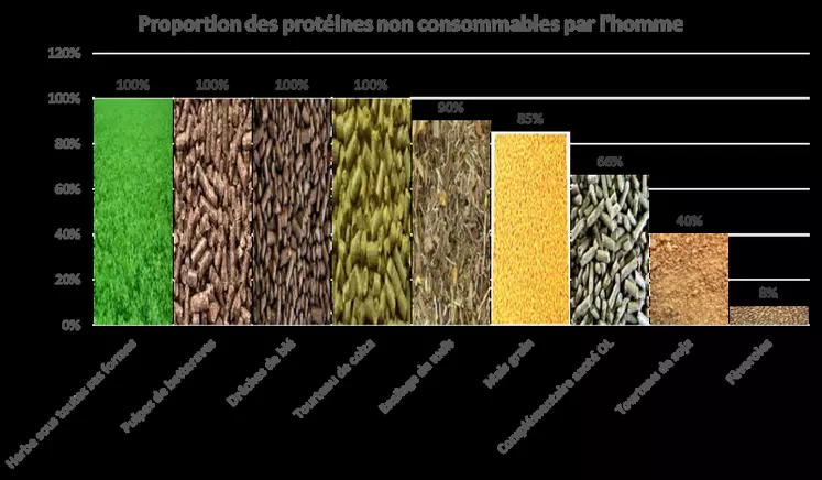 Exemples de proportions de protéines non consommables par l'Homme.Source : Idele