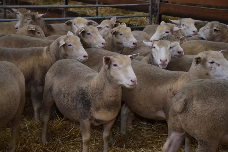 Les conditions d'élevage, de transport et d'abattage des ovins vont être caractérisées et soumises à de nouvelles réglementations d'ici 2023 dans l'Union européenne.