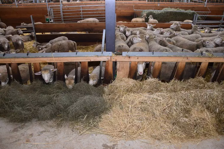 L'alimentation des brebis, agnelles et agneaux est un axe de travail identifiés par tous les éleveurs répondant à l'enquête, dans toutes les productions.