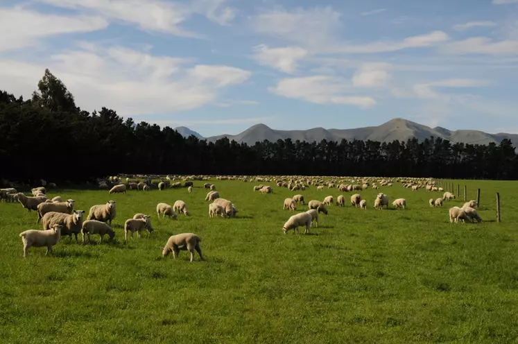Les éleveurs ovins britanniques ne sont pas assez compétitifs face aux produits néo-zélandais.