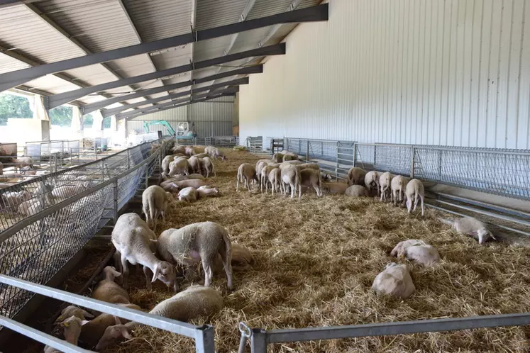 Avec trois agnelages en deux ans par brebis et trois périodes d’agnelage sur l'année, la bergerie est toujours occupée par des agneaux en finition. 