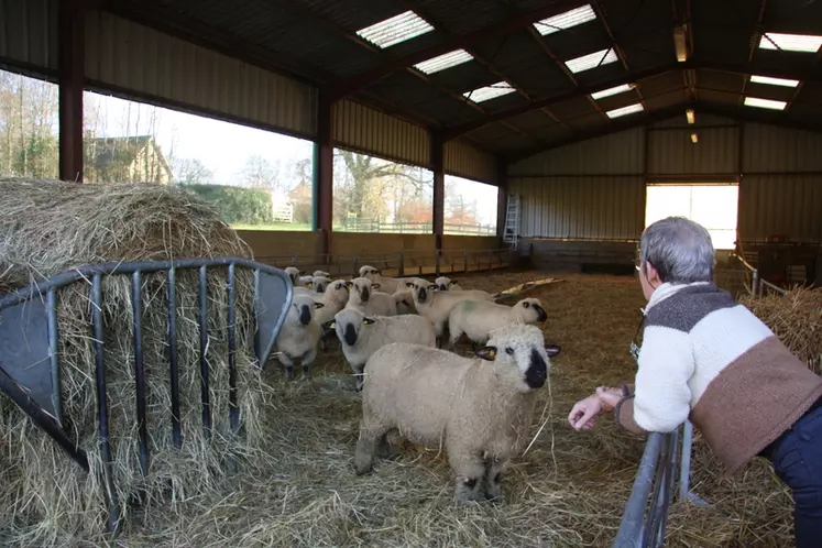 Les moutons Hampshire Down produisent viande et laine, mais aussi un contenu internet apprécié par les followers d'Atelier Pure Laine sur Instagram.