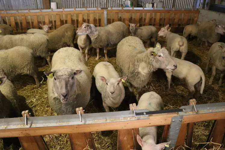 Gaël Bouvier a fait le choix du Mouton vendéen pour sa facilité à désaisonner et ainsi répondre aux objectifs du contrat en terme de répartition de la production sur l'année.